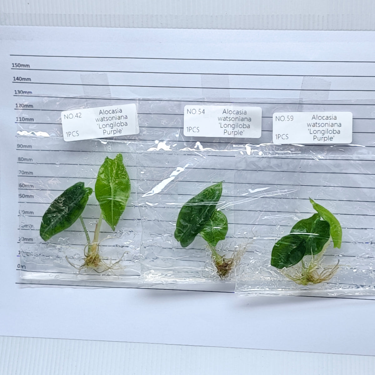 Alocasia longiloba Purple (1plant/bag) - Tissue culture