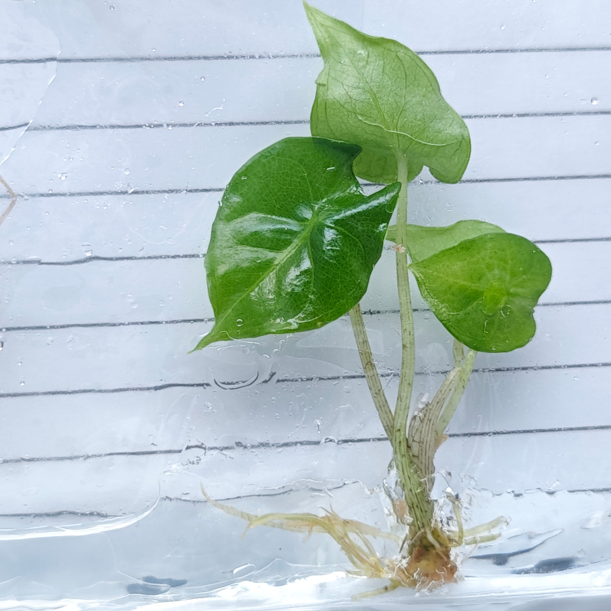 Alocasia Shattered Glass (1plant/bag) - Tissue culture