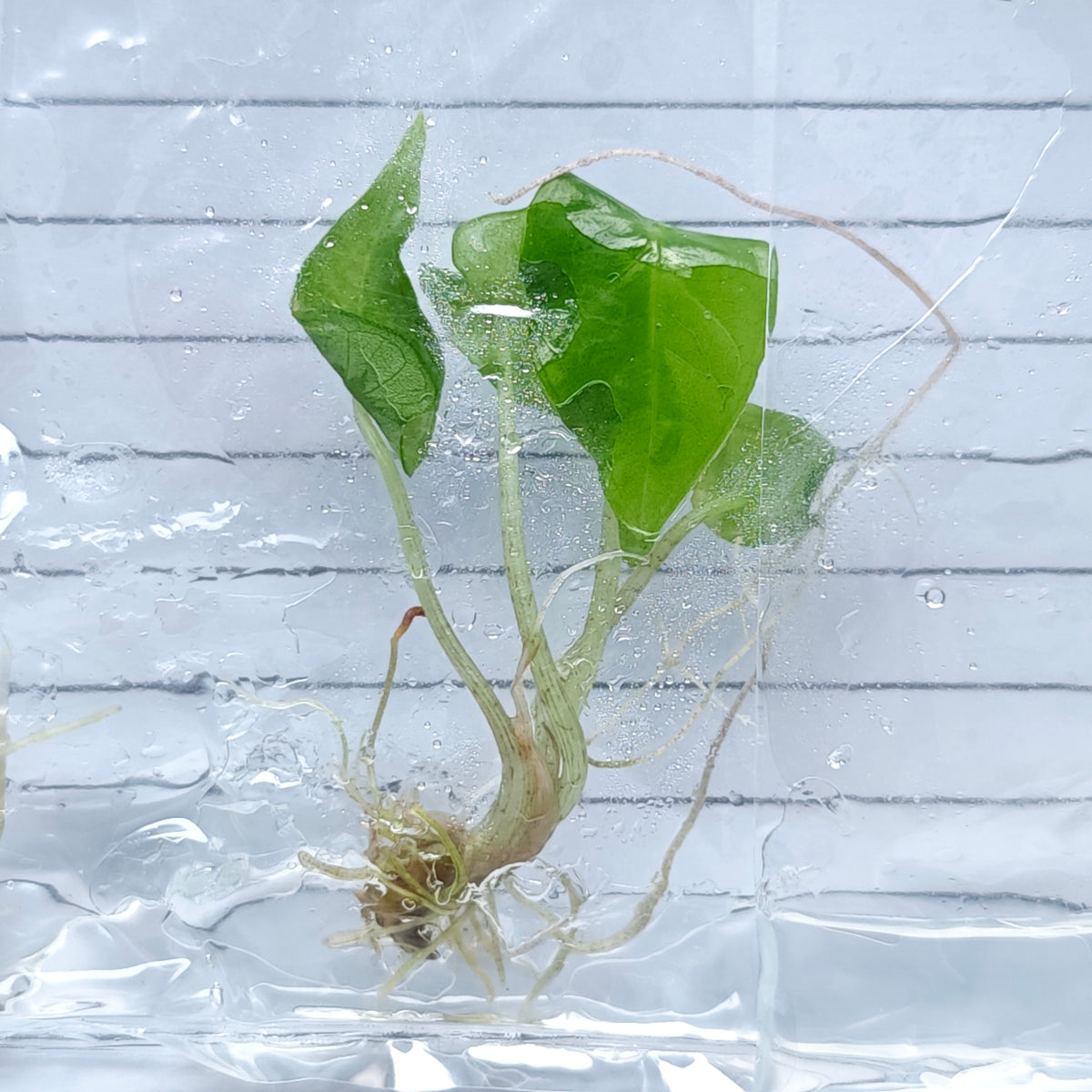 Alocasia Shattered Glass (1plant/bag) - Tissue culture