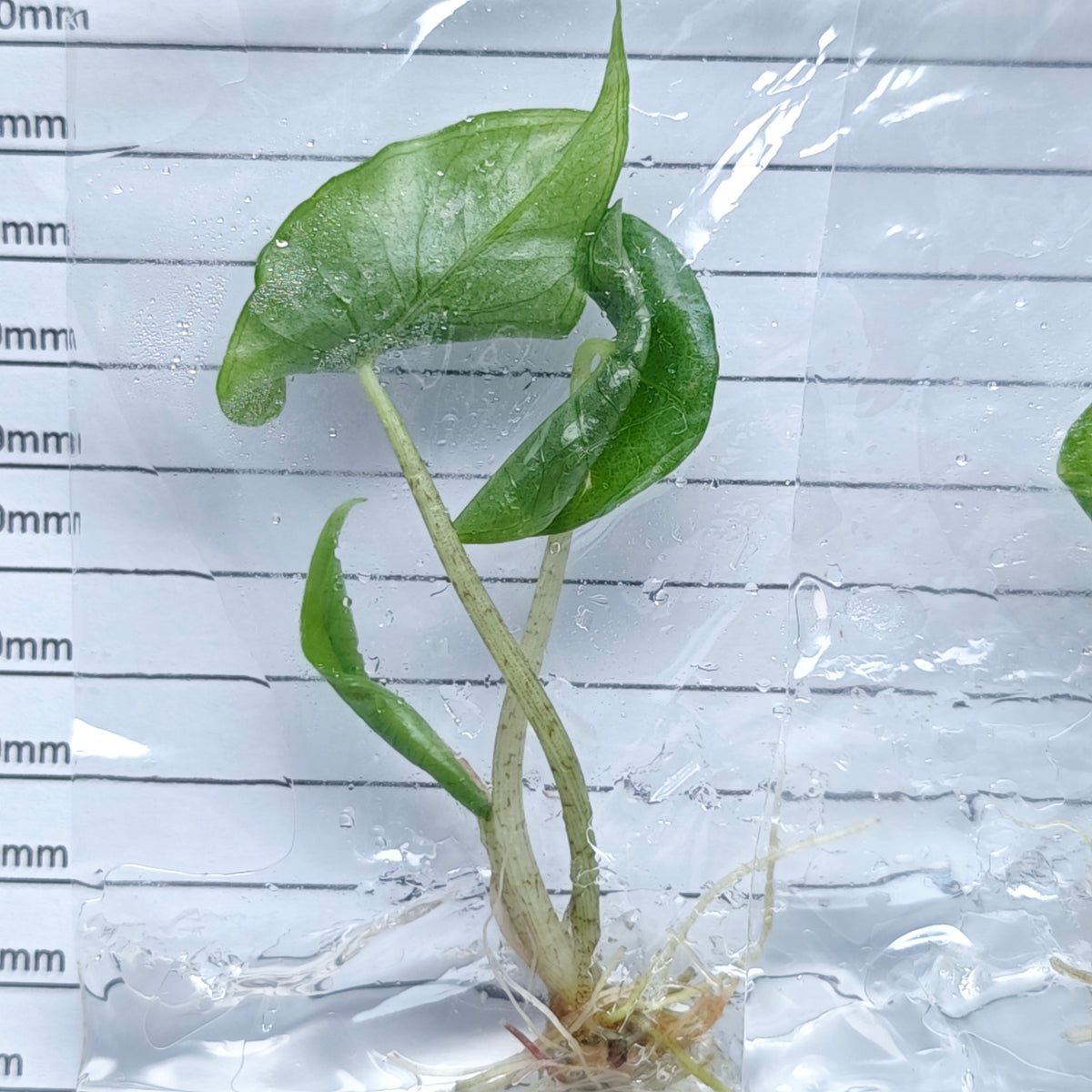 Alocasia Shattered Glass (1plant/bag) - Tissue culture