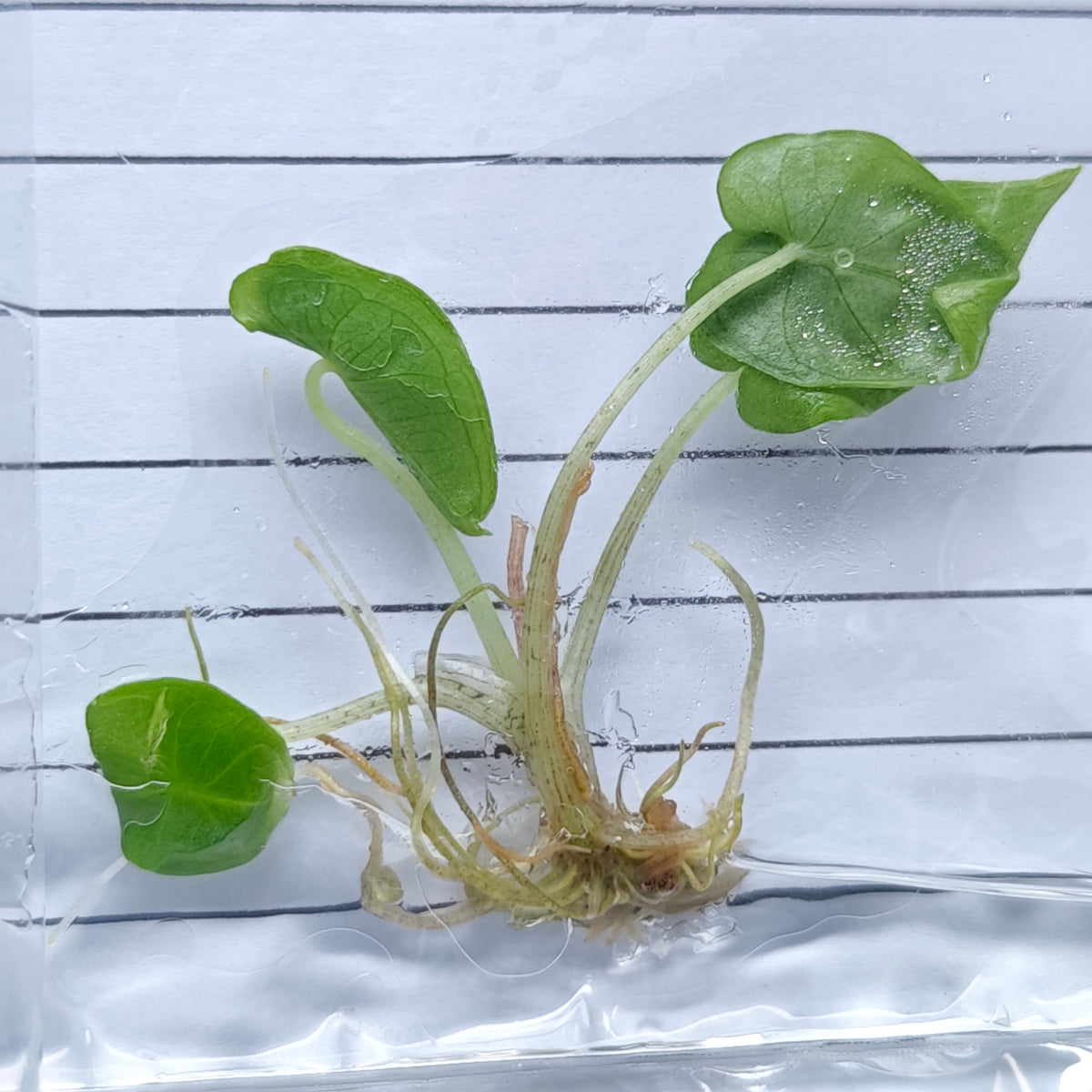 Alocasia Shattered Glass (1plant/bag) - Tissue culture