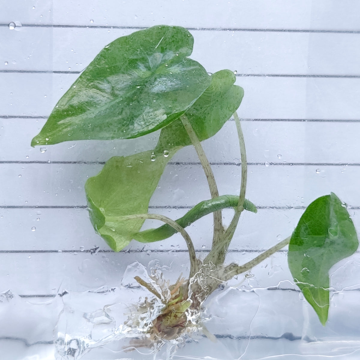 Alocasia Shattered Glass (1plant/bag) - Tissue culture