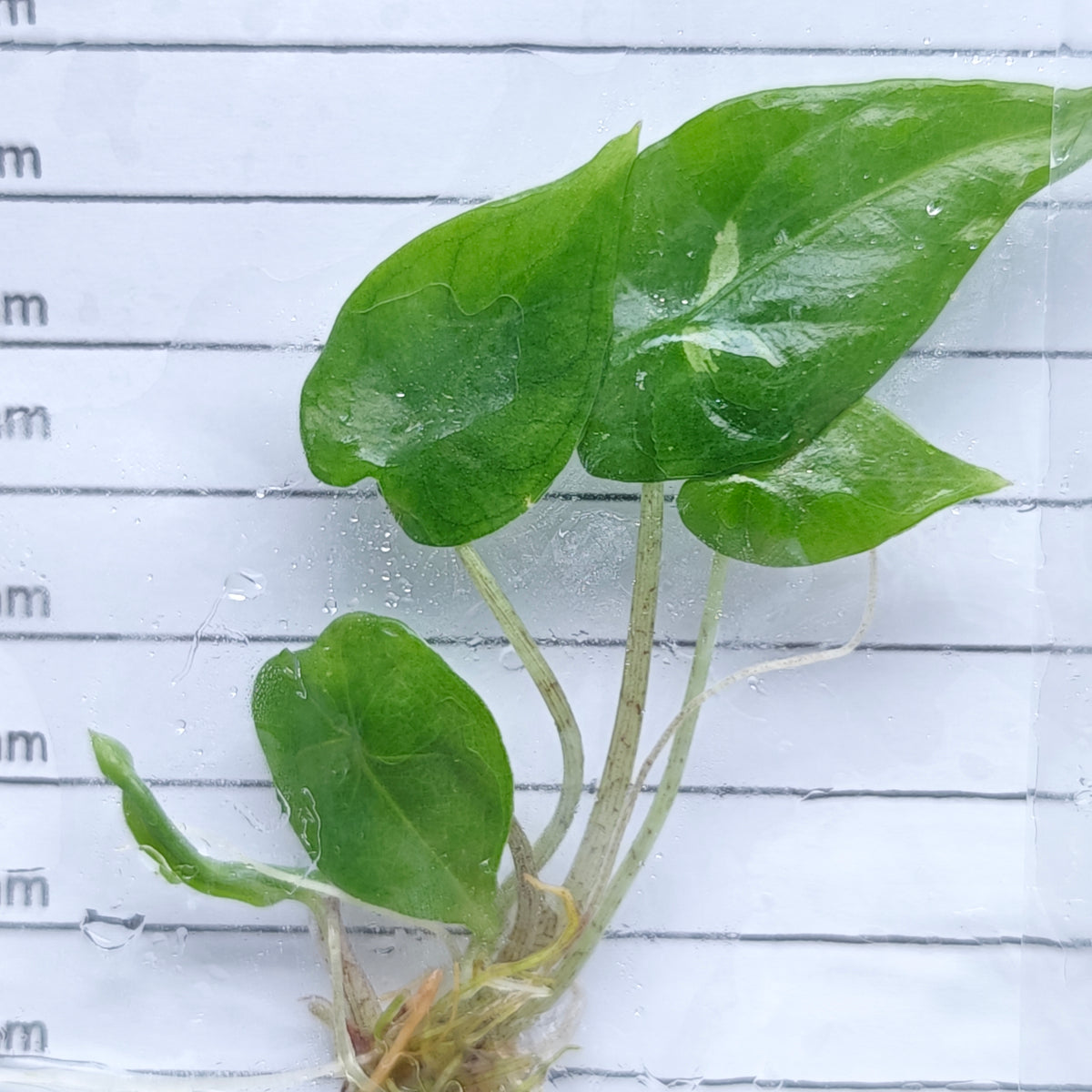 Alocasia Shattered Glass (1plant/bag) - Tissue culture