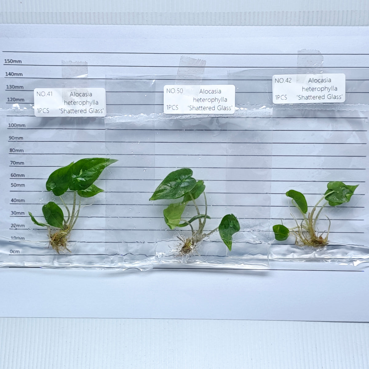 Alocasia Shattered Glass (1plant/bag) - Tissue culture