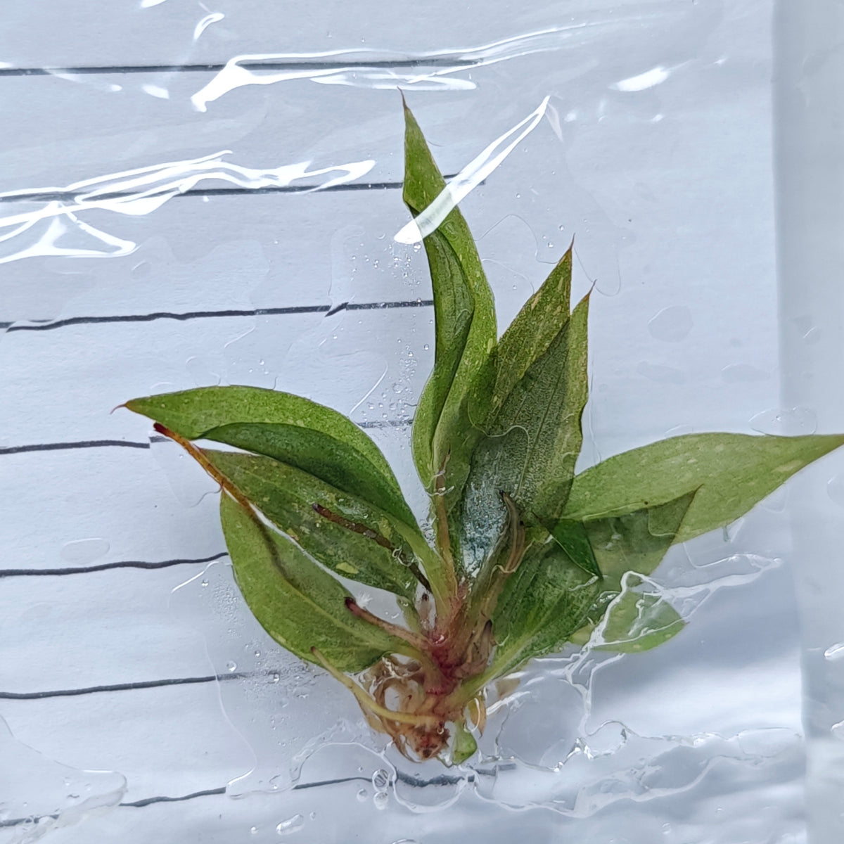 Philodendron Orange Princess (1plant/bag) - Tissue culture