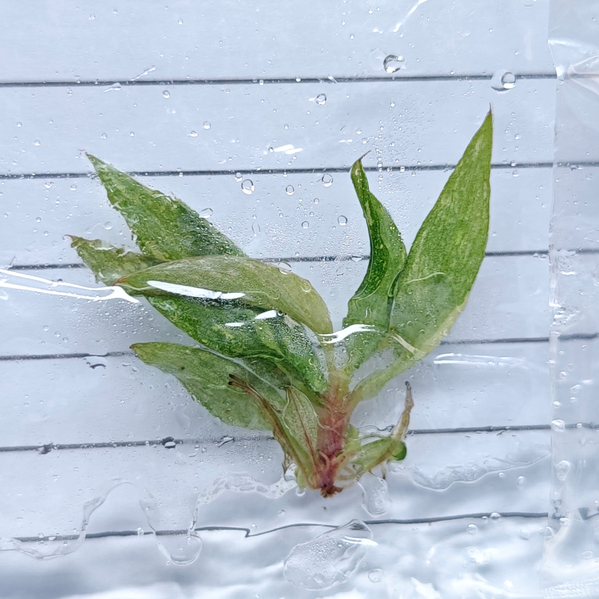 Philodendron Orange Princess (1plant/bag) - Tissue culture