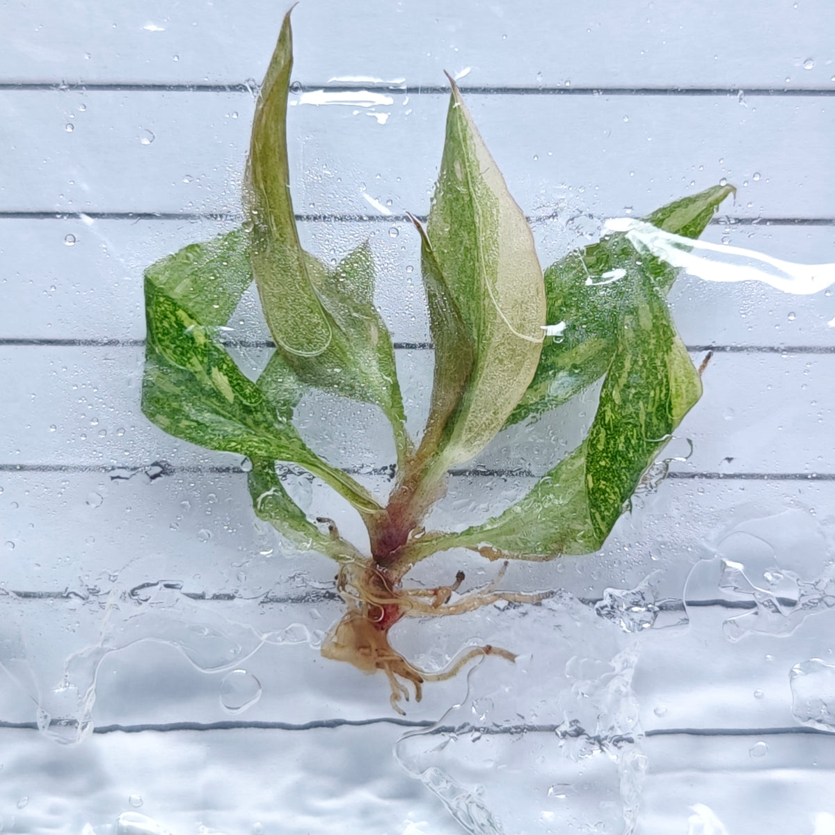 Philodendron Orange Princess (1plant/bag) - Tissue culture