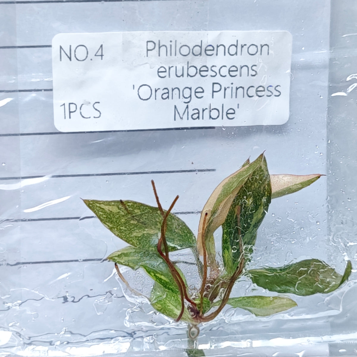 Philodendron Orange Princess (1plant/bag) - Tissue culture