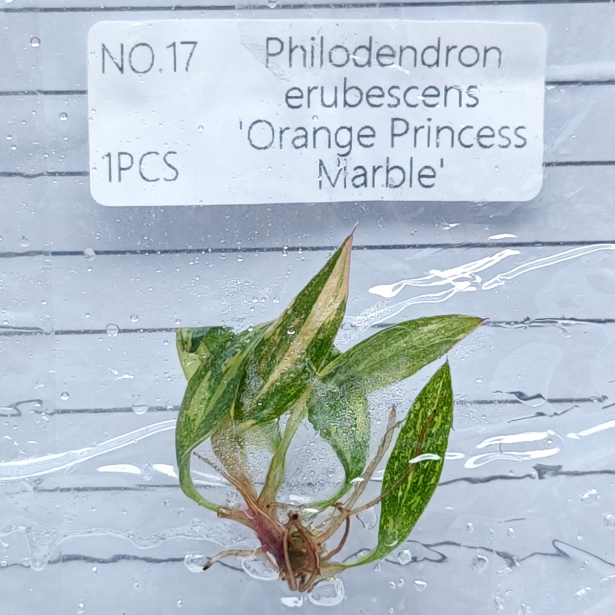 Philodendron Orange Princess (1plant/bag) - Tissue culture