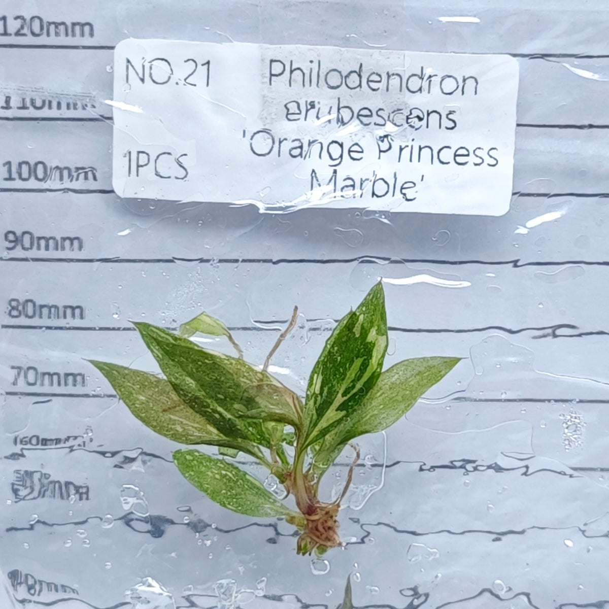 Philodendron Orange Princess (1plant/bag) - Tissue culture