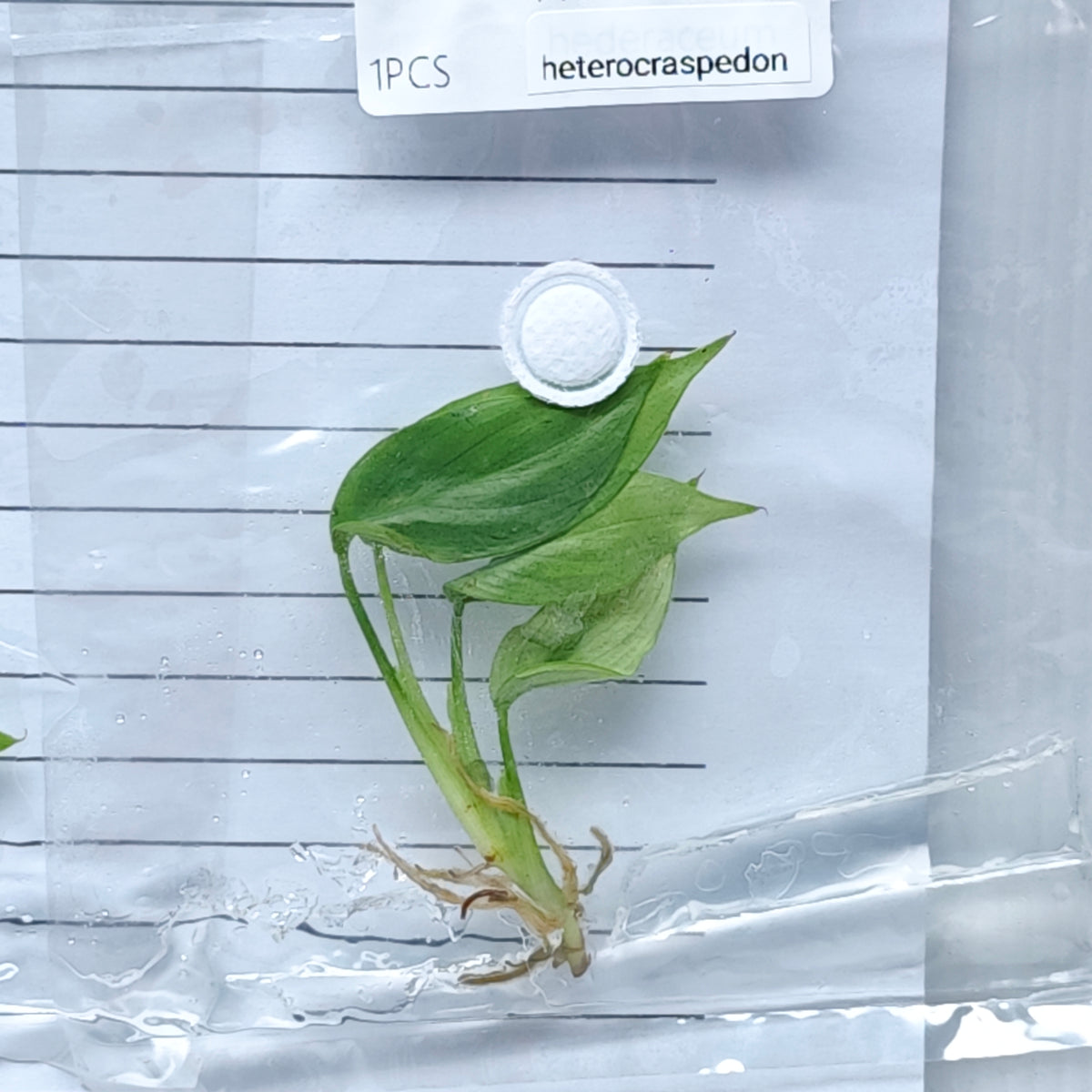 Philodendron heterocraspedon (1plant/bag) - Tissue culture