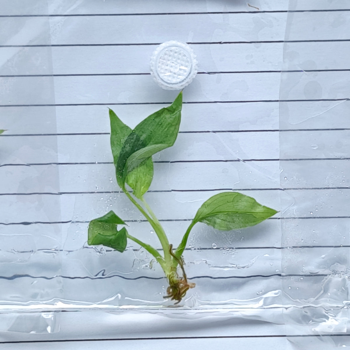 Philodendron heterocraspedon (1plant/bag) - Tissue culture