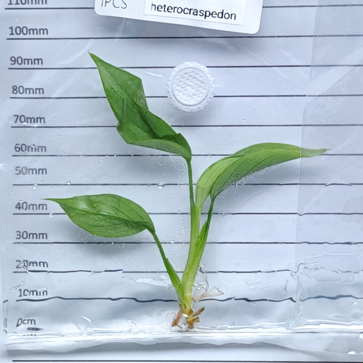Philodendron heterocraspedon (1plant/bag) - Tissue culture