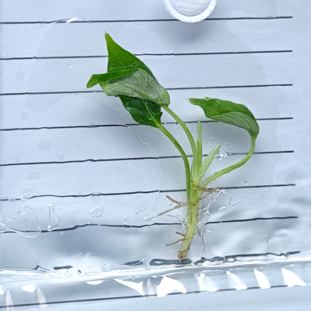 Philodendron rugapetiolatum (1plant/bag) - Tissue culture