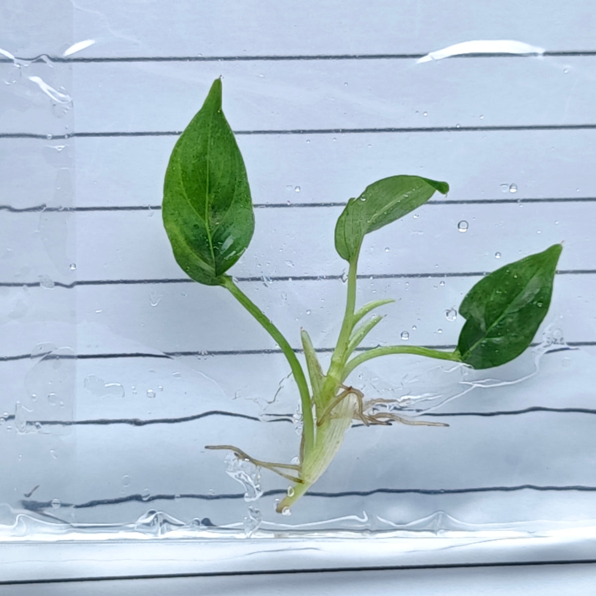 Philodendron rugapetiolatum (1plant/bag) - Tissue culture