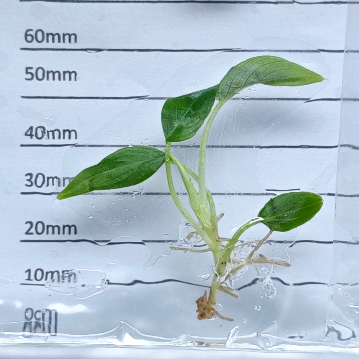Philodendron rugapetiolatum (1plant/bag) - Tissue culture