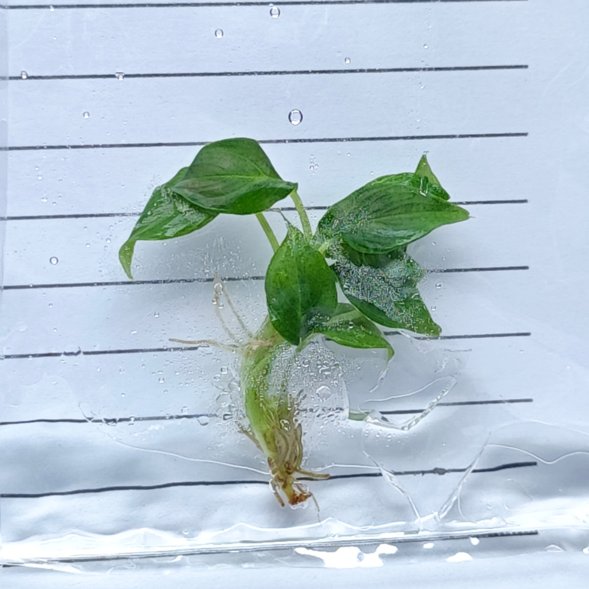 Philodendron rugapetiolatum (1plant/bag) - Tissue culture