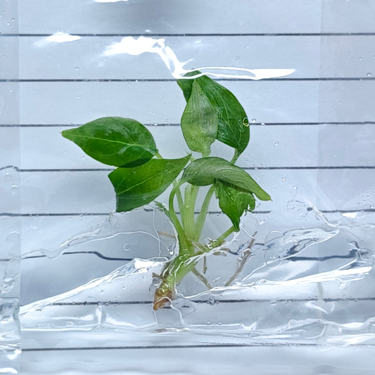 Philodendron rugapetiolatum (1plant/bag) - Tissue culture