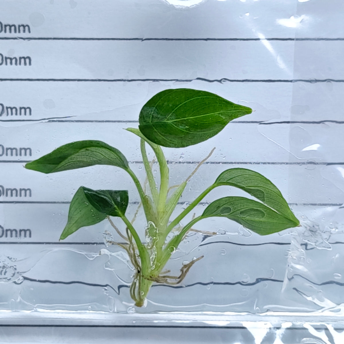 Philodendron rugapetiolatum (1plant/bag) - Tissue culture