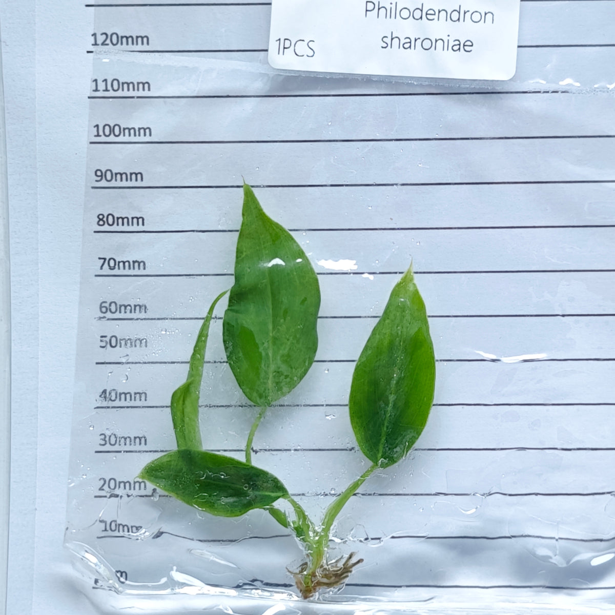 Philodendron sharoniae (1plant/bag) - Tissue culture