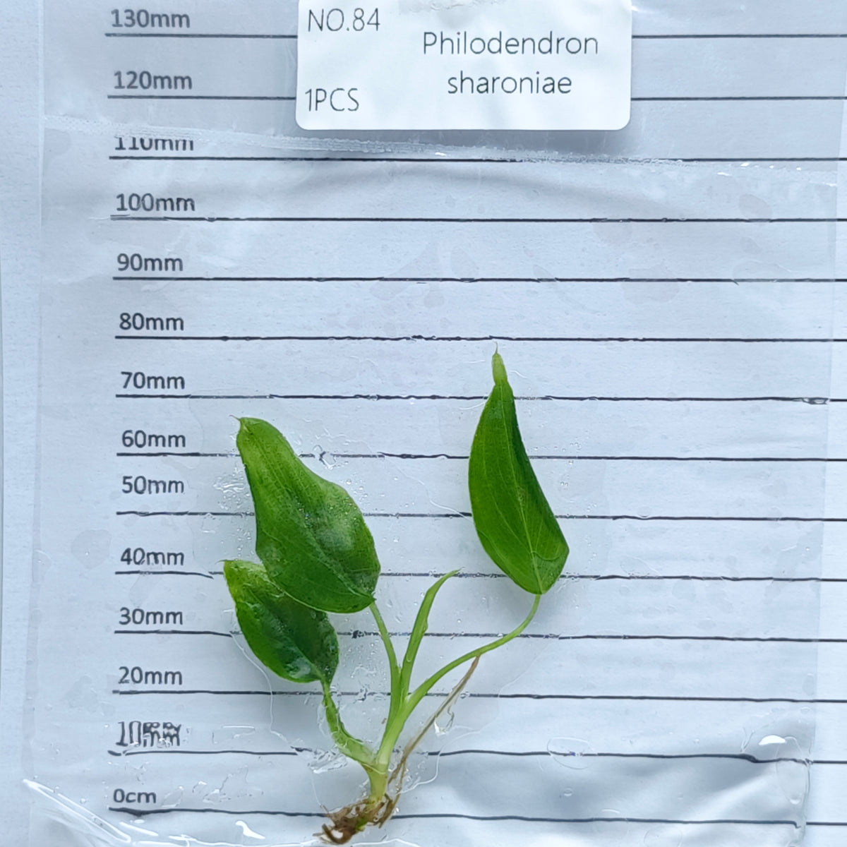 Philodendron sharoniae (1plant/bag) - Tissue culture