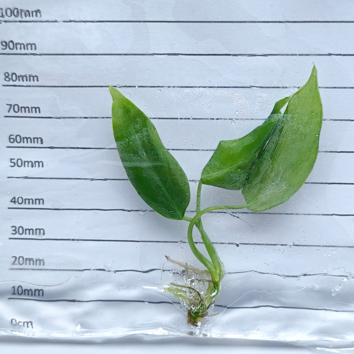 Philodendron sharoniae (1plant/bag) - Tissue culture
