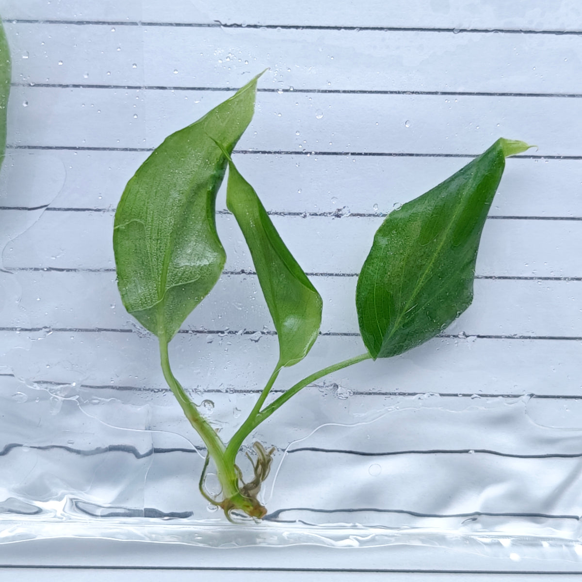 Philodendron sharoniae (1plant/bag) - Tissue culture