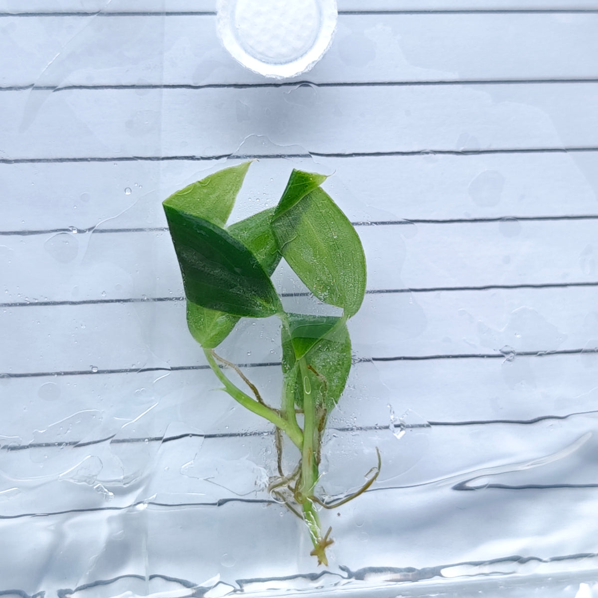 Philodendron sharoniae (1plant/bag) - Tissue culture