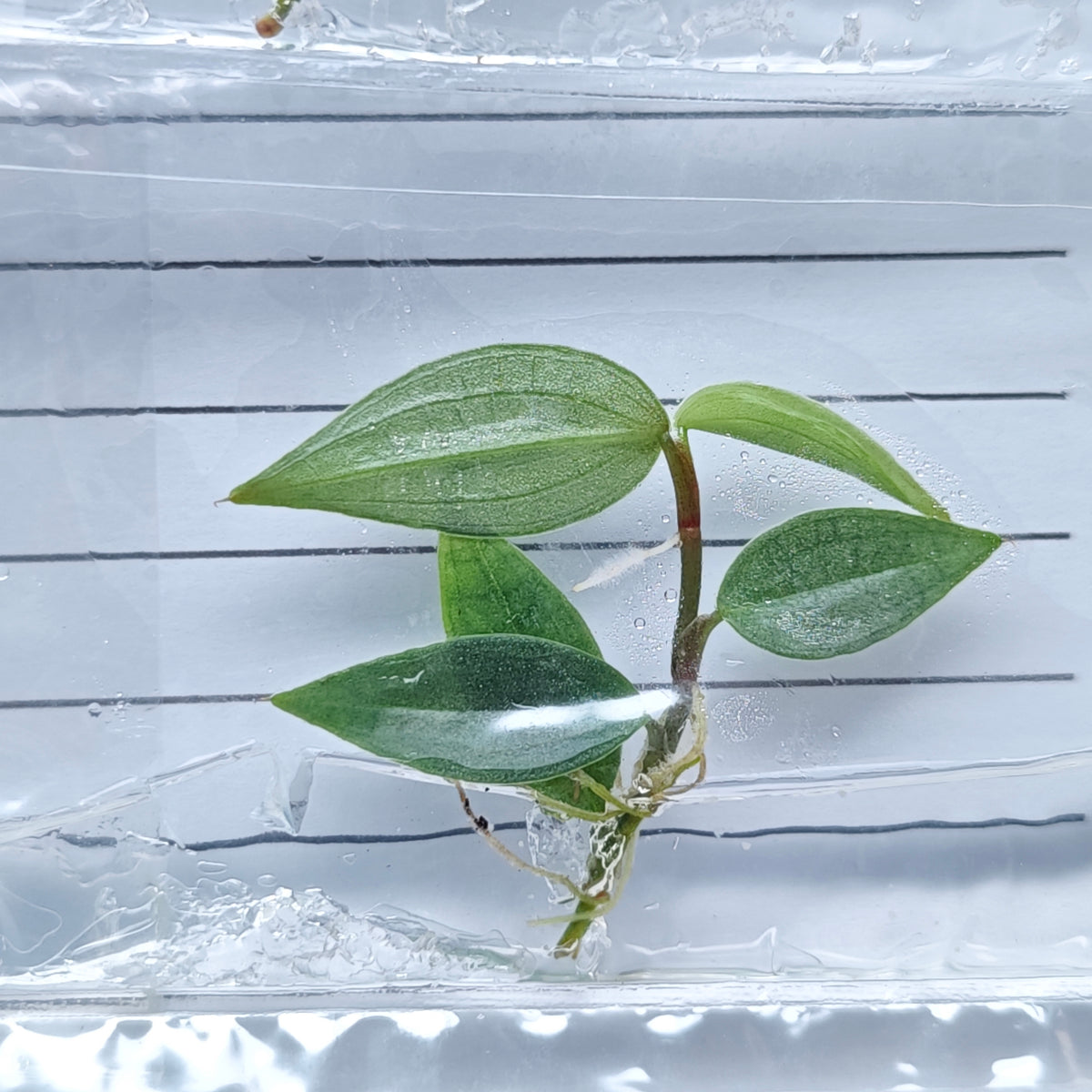 Philodendron Burle Marx Fantasy (1plant/bag) - Tissue culture
