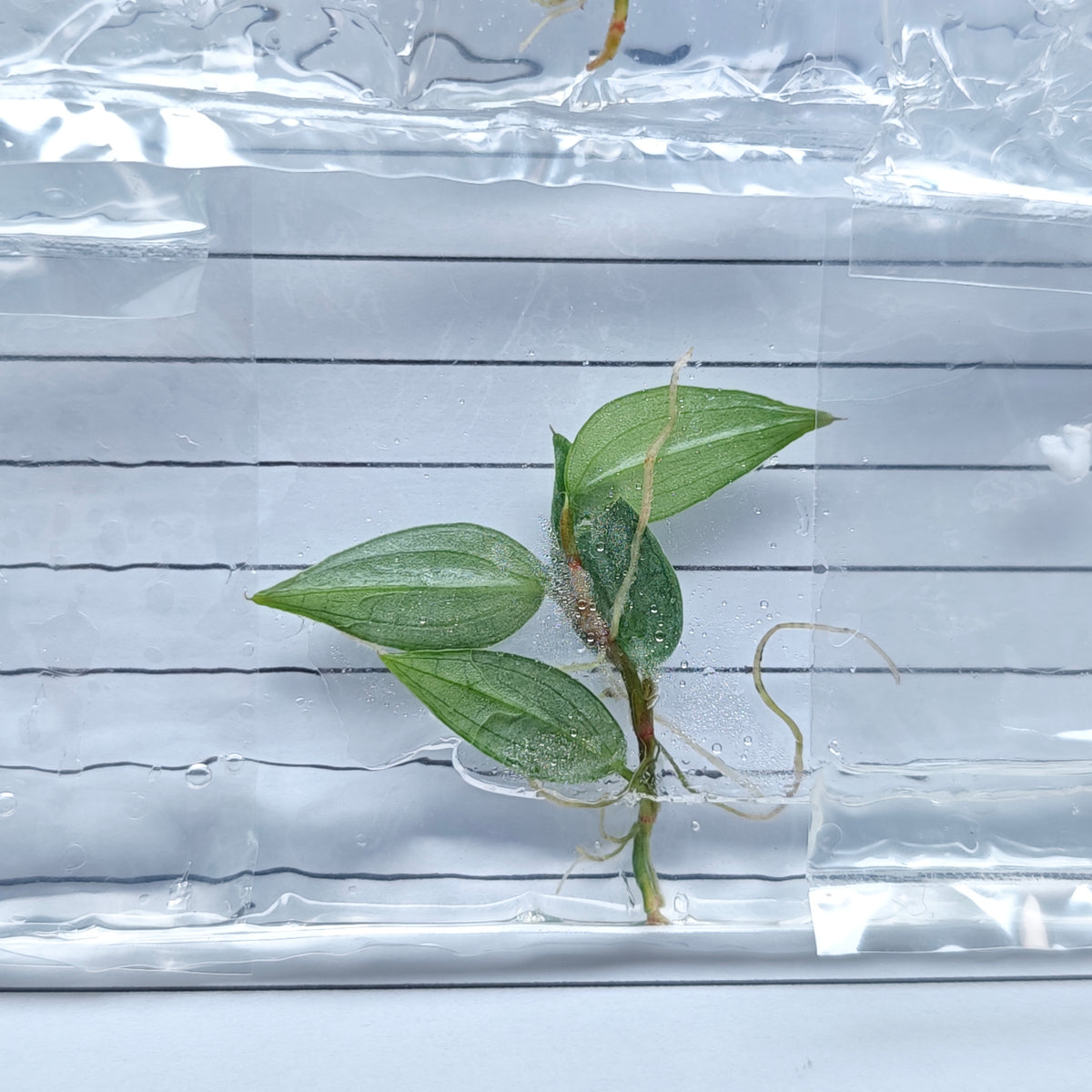 Philodendron Burle Marx Fantasy (1plant/bag) - Tissue culture