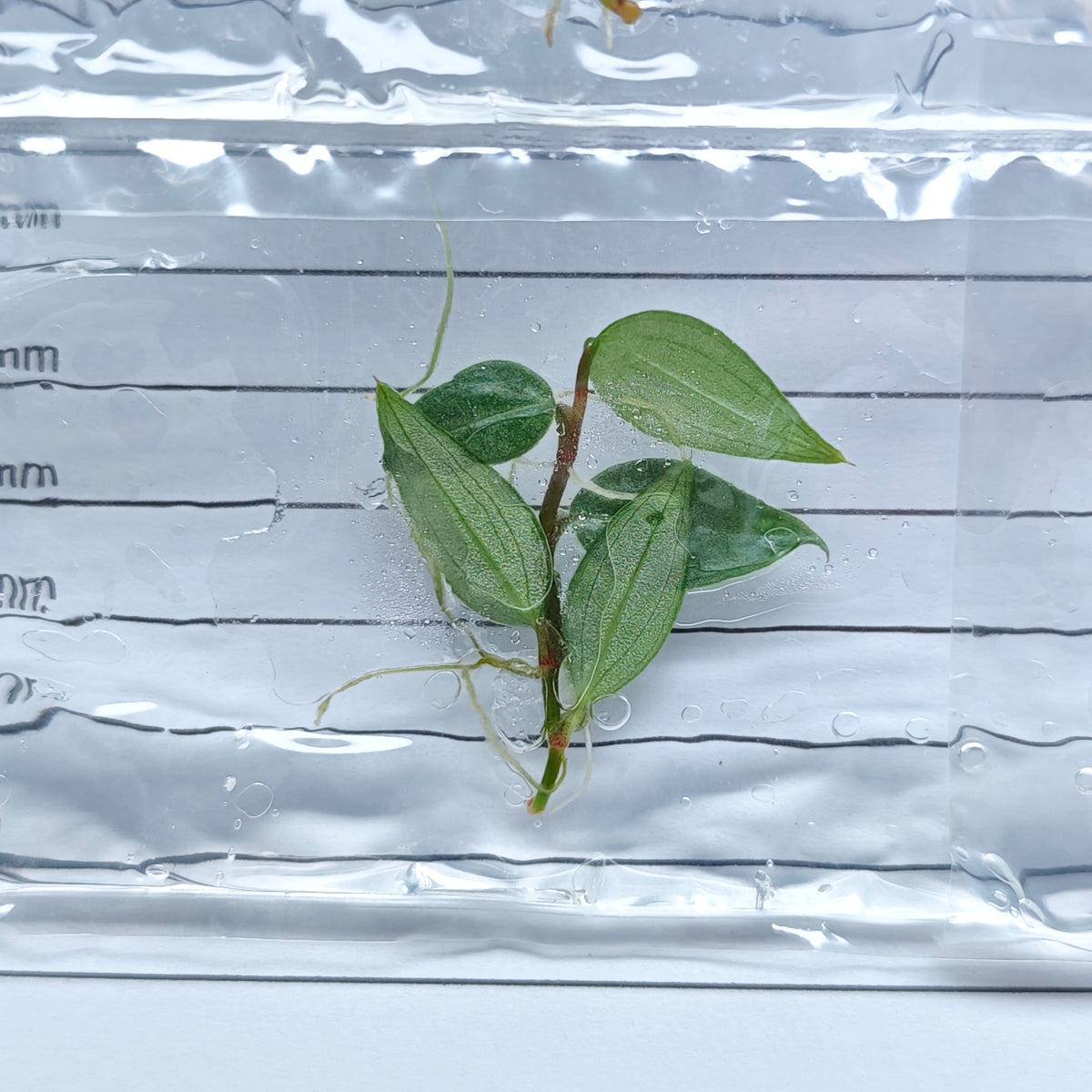 Philodendron Burle Marx Fantasy (1plant/bag) - Tissue culture