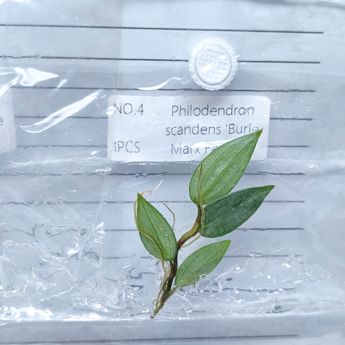 Philodendron Burle Marx Fantasy (1plant/bag) - Tissue culture