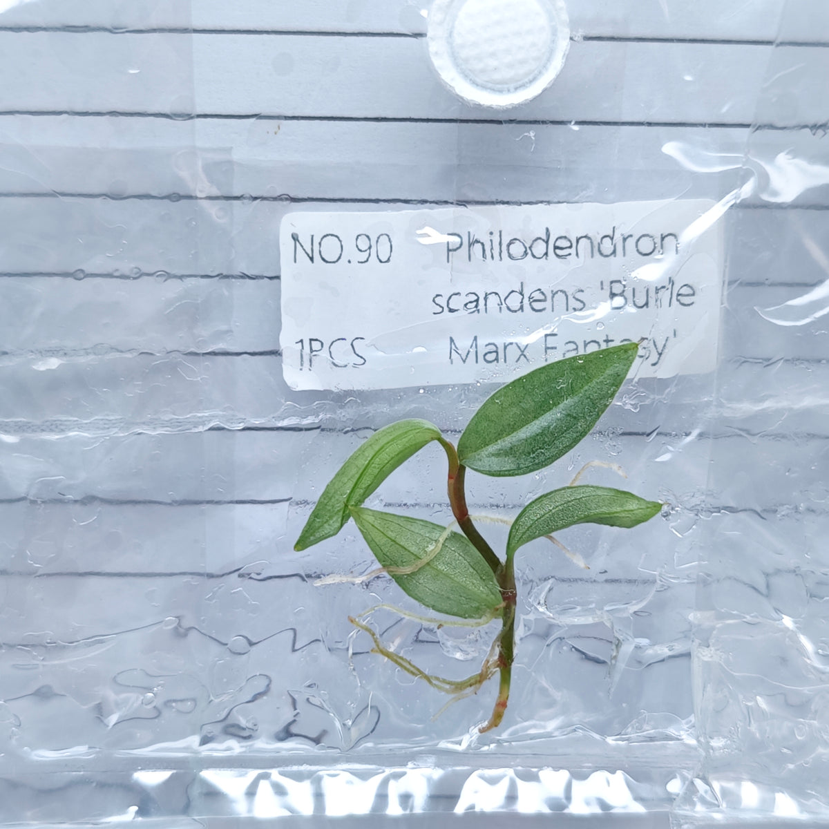 Philodendron Burle Marx Fantasy (1plant/bag) - Tissue culture