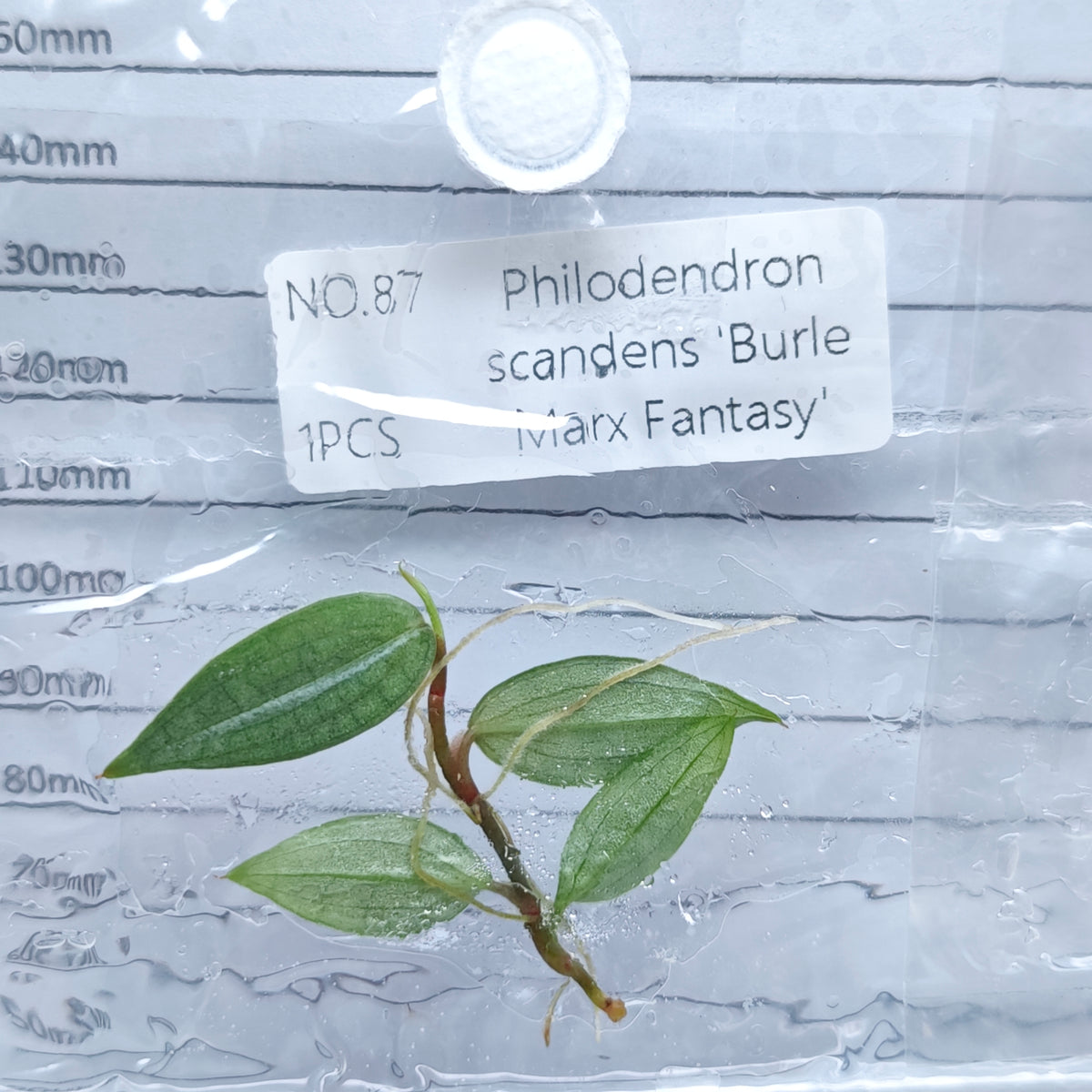 Philodendron Burle Marx Fantasy (1plant/bag) - Tissue culture