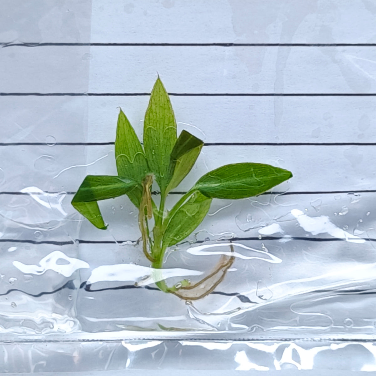 Philodendron callosum (1plant/bag) - Tissue culture