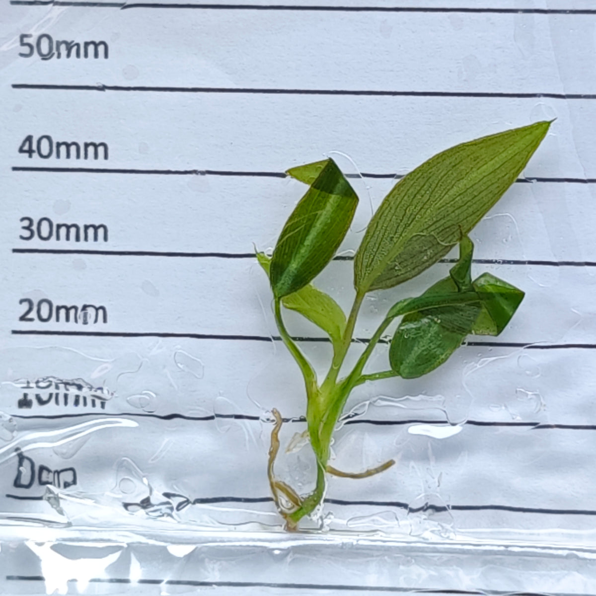 Philodendron callosum (1plant/bag) - Tissue culture