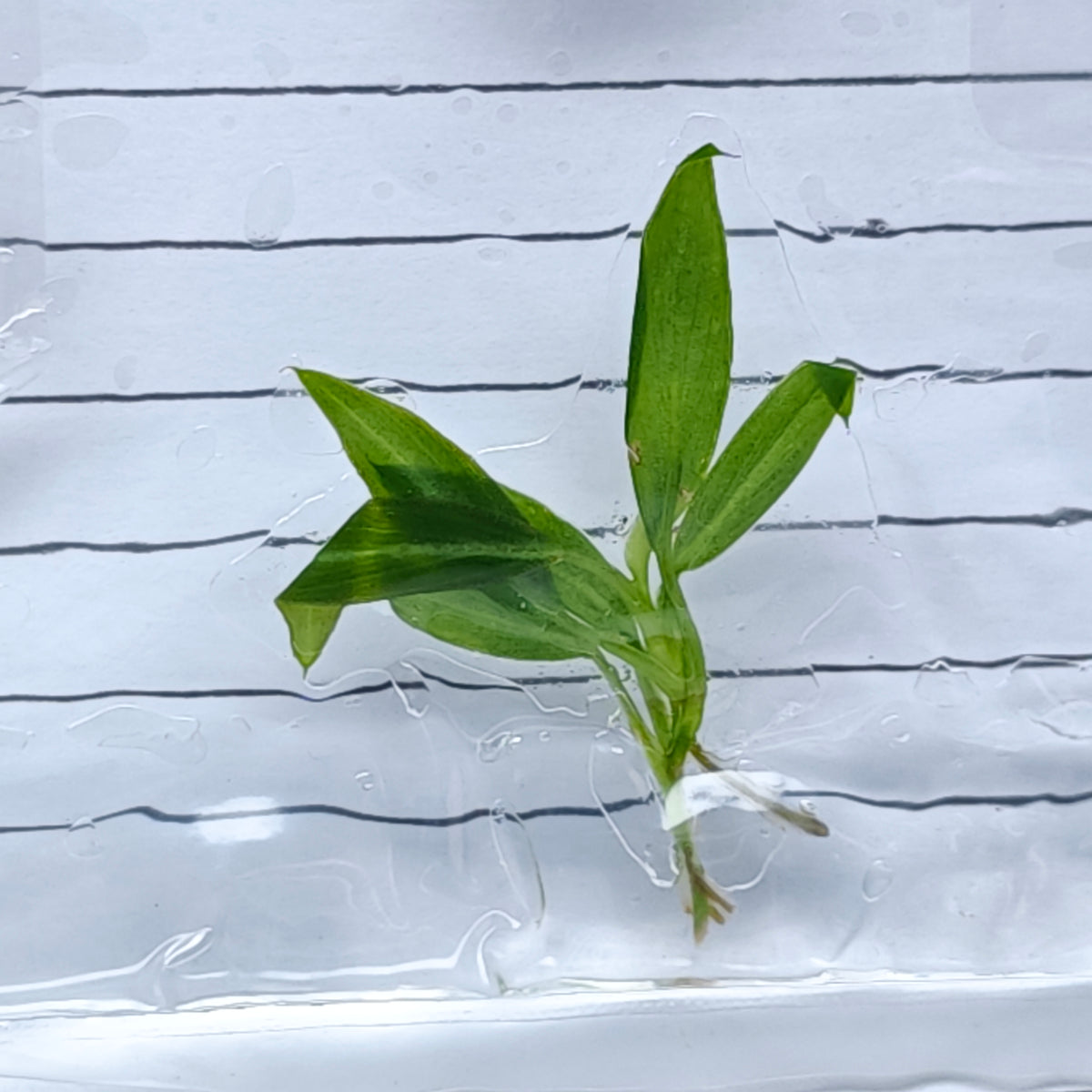 Philodendron callosum (1plant/bag) - Tissue culture