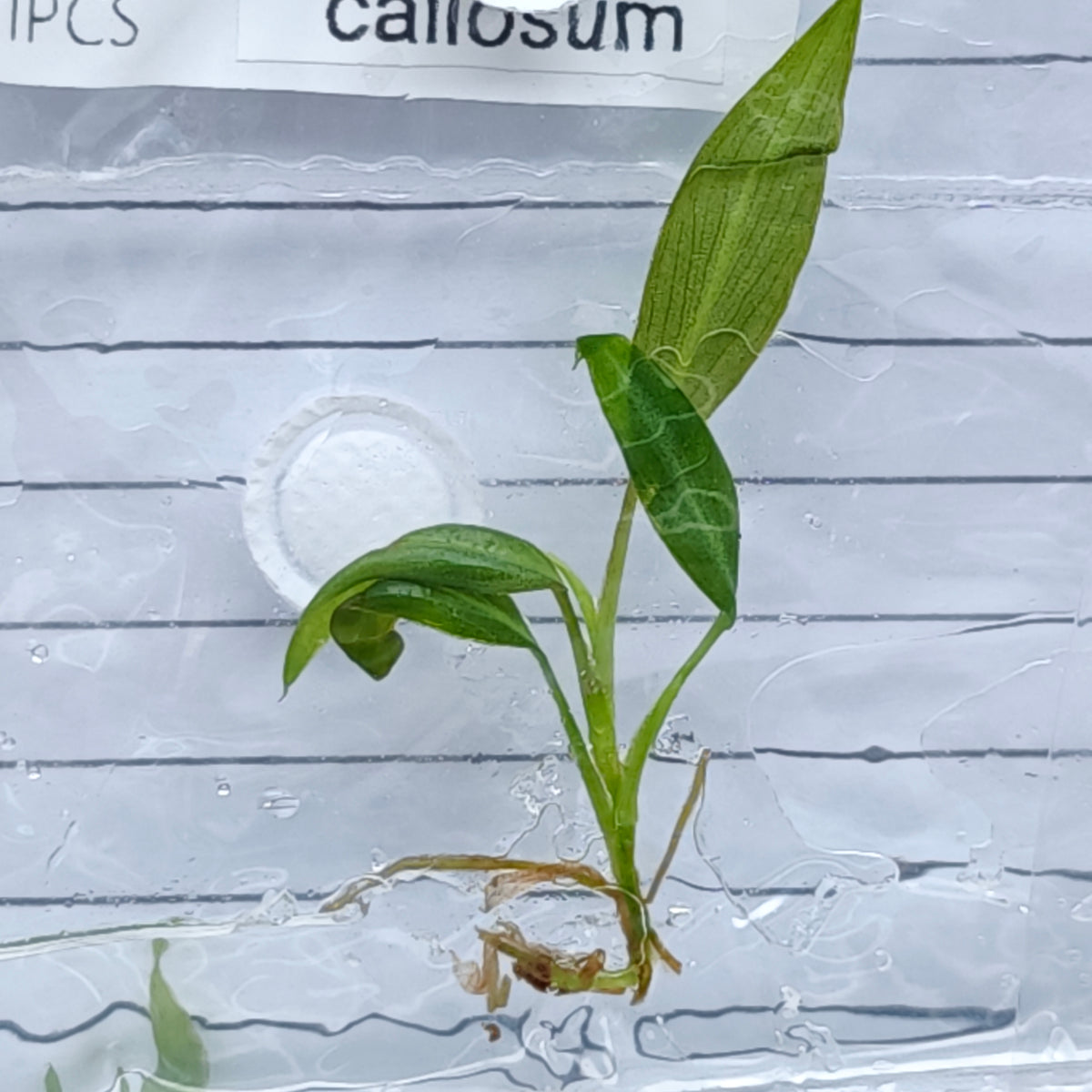 Philodendron callosum (1plant/bag) - Tissue culture