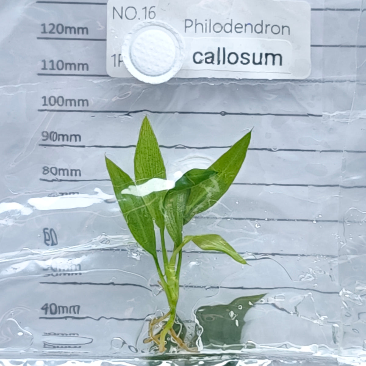 Philodendron callosum (1plant/bag) - Tissue culture