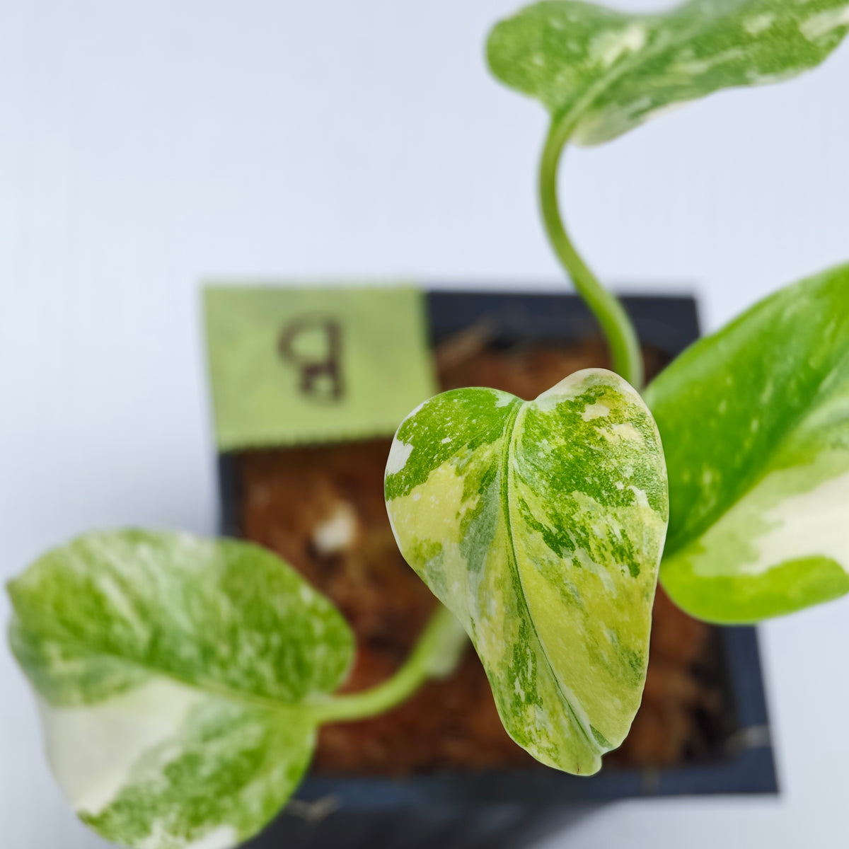Monstera Miracle