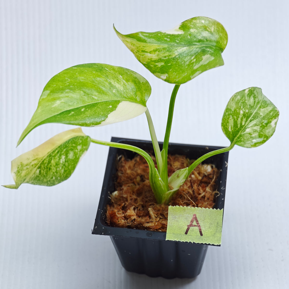 Monstera Miracle