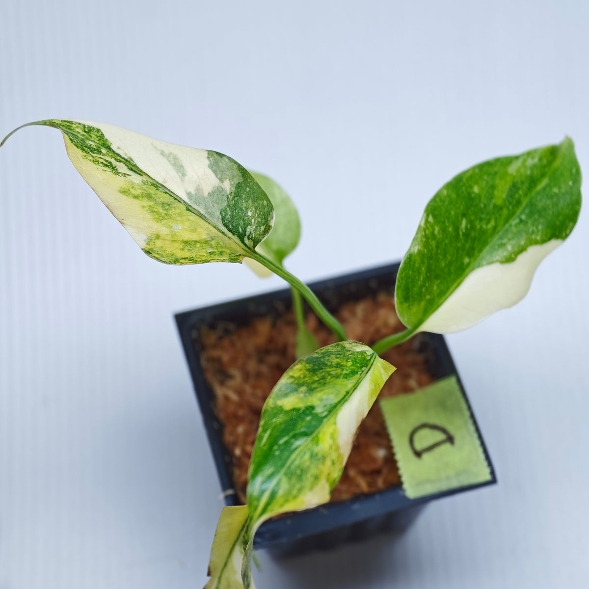 Monstera Miracle
