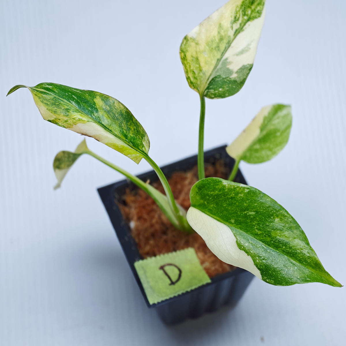 Monstera Miracle
