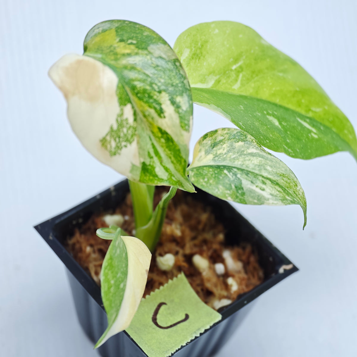 Monstera Miracle