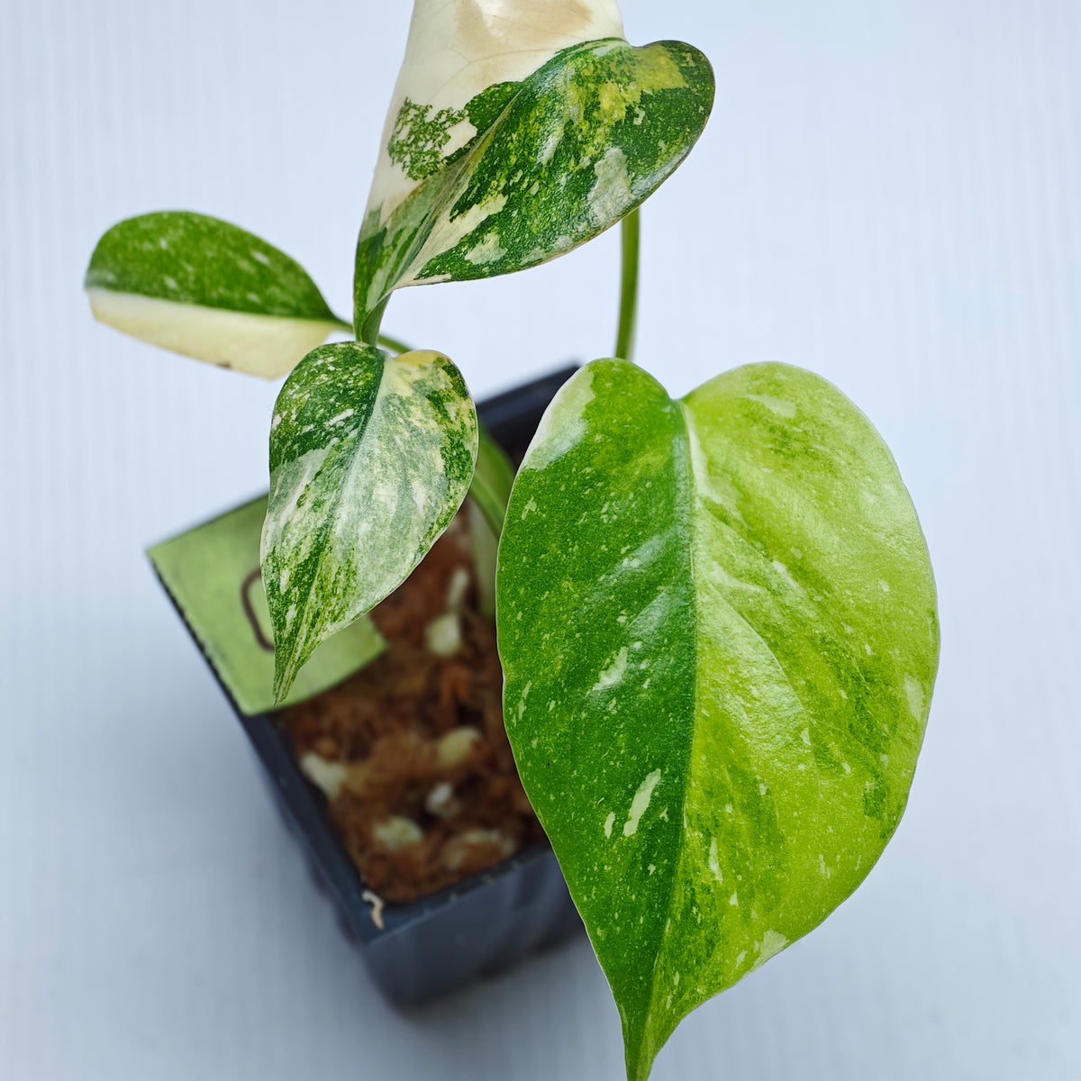 Monstera Miracle