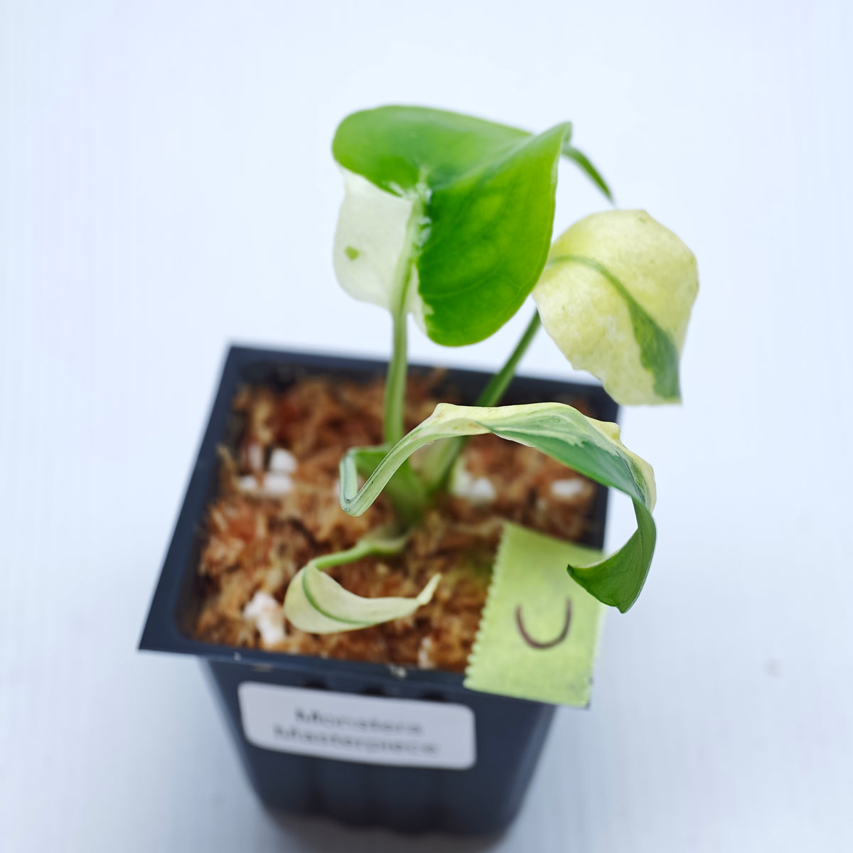 Monstera Masterpiece