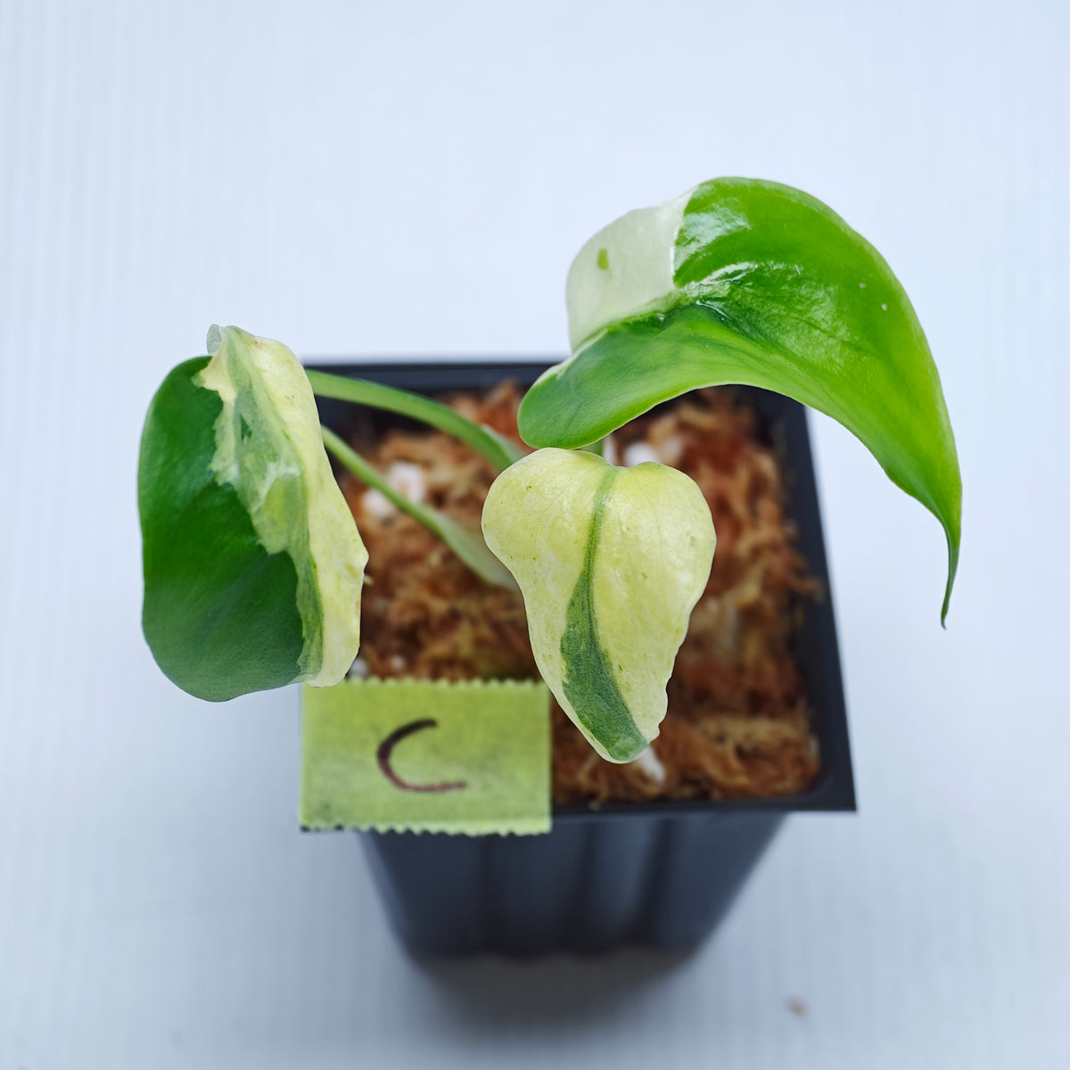 Monstera Masterpiece