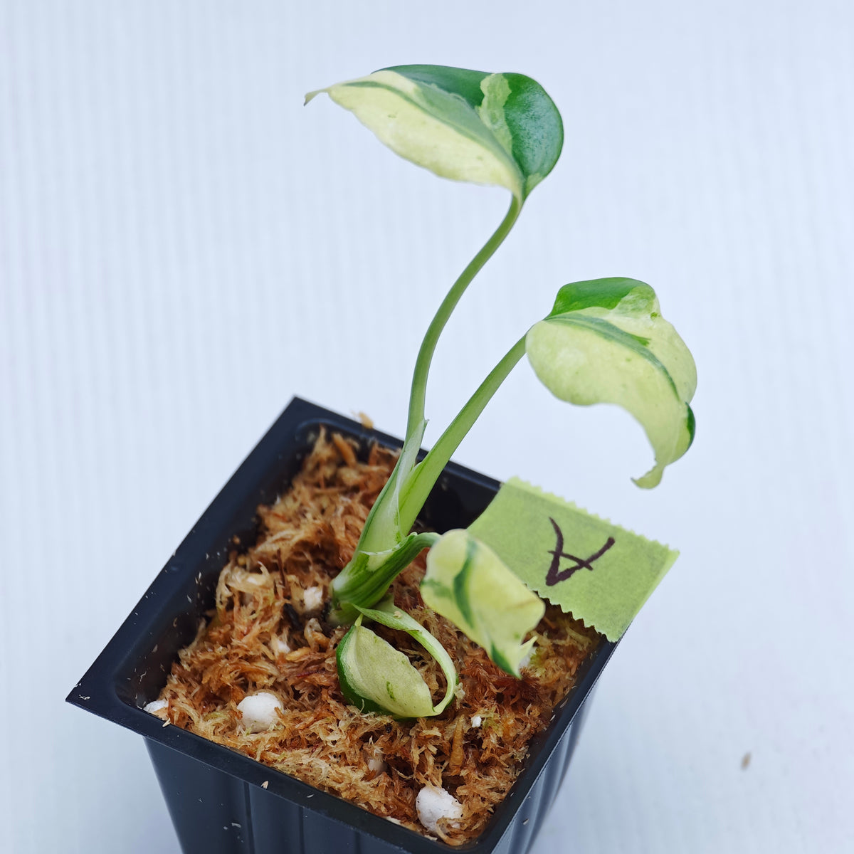 Monstera Masterpiece