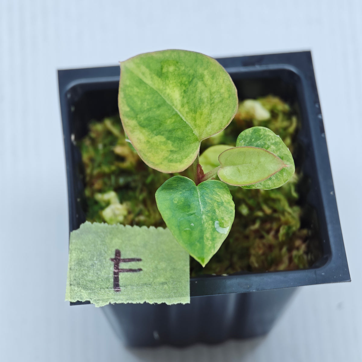 Anthurium papillilaminum x magnificum variegated