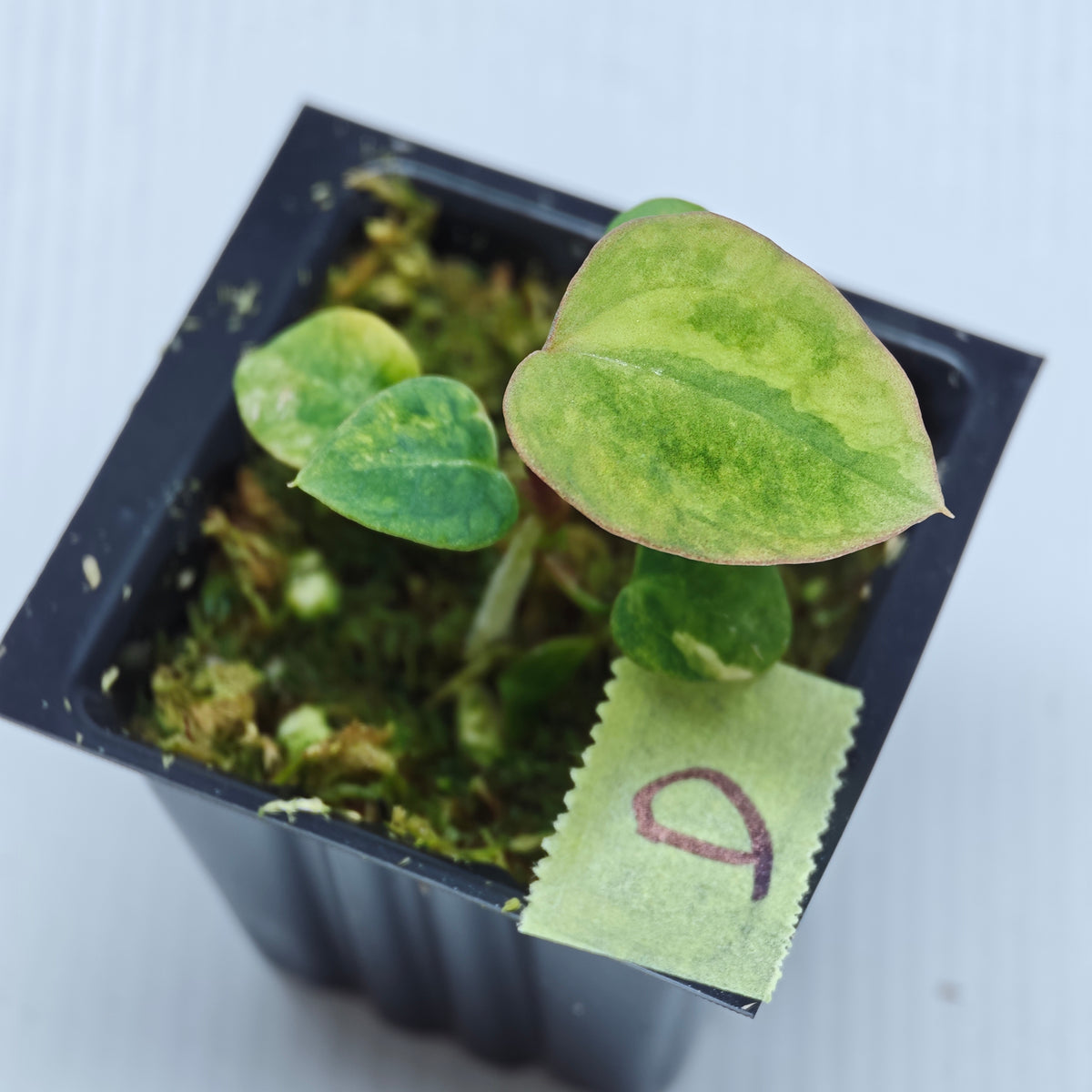 Anthurium papillilaminum x magnificum variegated
